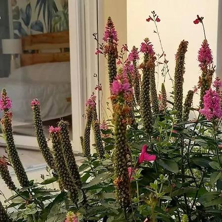 Magnifique Studio Avec Terrasse Et Acces Piscine Clam